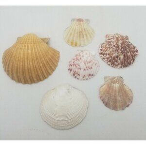 Shells Scallops Clams Mixed Lot Crafting Education Mixed Colors Sizes 2+ lb